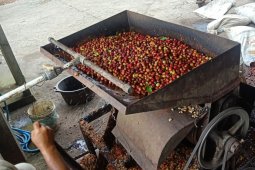 Warga desa Landih Bangli-Bali kelola Kopi Arabika Langkan