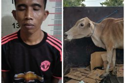 Polsek Padang Tualang  tangkap pencuri lembu