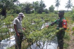 Babinsa di Aceh Utara lakukan pendampingan budidaya cabai di lahan kosong