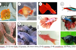 Dosen IPB beri tips pelihara ikan hias untuk pemula, apa saja?