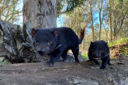 Pelepasan Tasmanian devil ke alam liar Australia setelah 3.000 tahun
