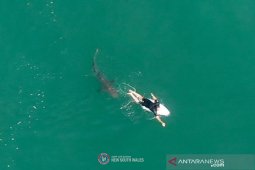 Pria tewas akibat serangan hiu di Australia