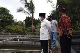 Omzet usaha ikan koi di Banyuwangi meningkat meski pandemi