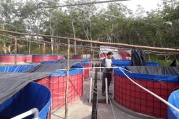 Buka usaha budidaya ikan untuk biaya kuliah, Rian hasilkan puluhan juta perbulan