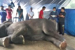 Diduga mengalami tetanus, gajah betina sumatera di Taman Rimba mati