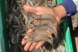 Indonesia dipersiapkan jadi pusat budi daya udang jerbung-putih dunia
