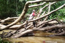Mifa Bersaudara kembali normalisasi  DAS di lingkar operasional tambang sejauh tiga kilometer