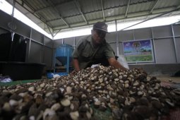 Dinas Kehutanan Kalsel kembangkan penanaman hasil hutan bukan kayu