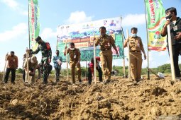 Tanah Laut bakal produksi benih jagung Katuju