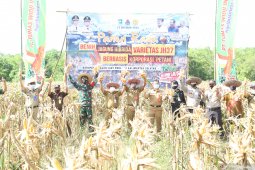 Tanah Laut to produce Katuju corn seeds