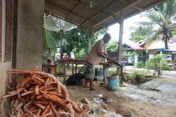 Harga Ginseng Kuning di Pesisir Selatan Sumbar hanya Rp7.000 per kg