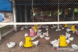 DKPP Belitung ajak peternak jaga kebersihan kandang antisipasi penyakit
