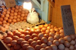 Harga telur ayam ras di pasar tradisional Ambon turun