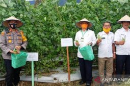 Bupati dan Kapolres Tapanuli Selatan ikut panen buncis bersama petani Arse