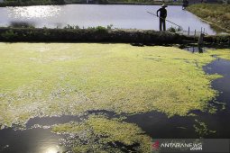 Pakan alternatif lumut sutra