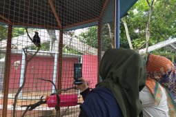 Beo yang panggil "papah" bisa dikunjungi lagi di Hutan Kota Jambi