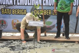 Bangka Belitung dapatkan program padat karya tanam mangrove 500 hektare