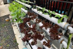 Berkebun di masa pandemi