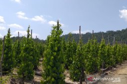 Luas kebun lada di Kabupaten Belitung capai 9.455 hektare