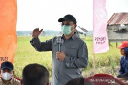 Bangka Belitung jadikan sentra padi Bangka Selatan sebagai "food estate"
