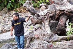 Hendrawan sebut Pohon Beringin menyeramkan hanya sebuah mitos