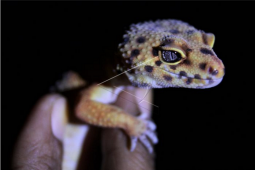 Pecinta reptil