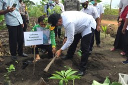 Pemprov Babel dorong petani budidayakan tanaman porang