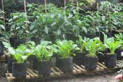 Masyarakat manfaatkan pekarangan untuk bercocok tanam selama pandemi