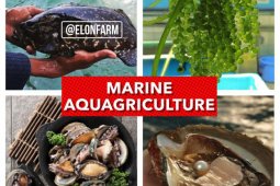 Dr Joel, peneliti lulusan IPB kembangkan pertanian modern berbasis air laut