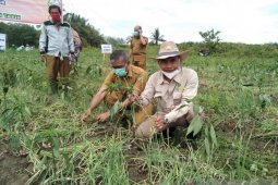 Tapin harvests shallots up to 9.2 tons per hectare
