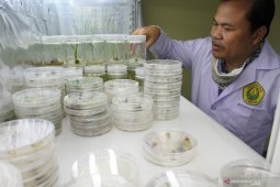 Bibit padi Antihipertensi