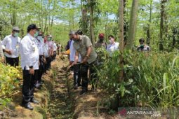 Pemprov Babel kembangkan penanaman lada sistem tasela