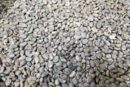Tentang anjloknya harga kopi Gayo, ini kata Ketua AEKI Aceh