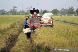 Produksi padi Nasional