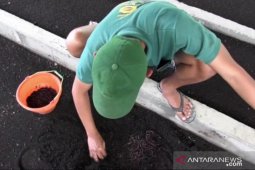 Warga Madiun budi daya cacing lumbricus rubellus beromzet jutaan rupiah