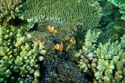 UNESCO names three other Indonesian biosphere reserves
