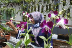 Penjualan tanaman anggrek meningkat
