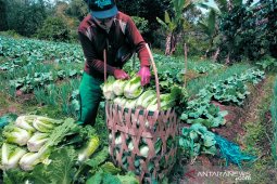 Petani sayuran di Rejang Lebong berharap harga jual kembali normal