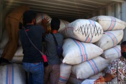 Panen rumput laut Wondama diharapkan meningkat 100 kali lipat