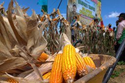 Tapin miliki 1.130 hektare lahan pertanian jagung hibrida