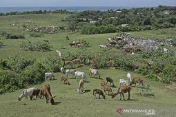 Ternak sapi di bukit Teletubbies