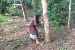 Harga naik, petani karet di Lebak kembali garap kebun