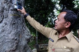 Pohon penghijauan di Kota Bogor mliki kartu indentitas berdasarkan kekokohannya