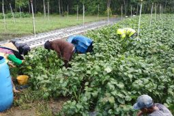 Adaro's fostered boarding school successful in edamame farming