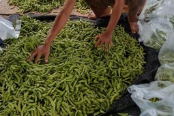Tabalong's farmers reap benefit from edamame