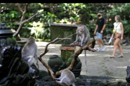Monkey Forest dibuka kembali