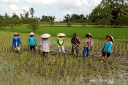 Masyarakat HST sudah mulai bercocok tanam padi