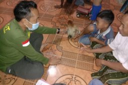 Tabalong KPH evacuates a proboscis monkey kid