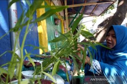 Swasembada pangan ala warga Kampung Bubutan Surabaya
