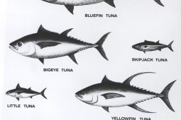 Mengoptimalkan kuota komoditas ikan tuna secara berkelanjutan